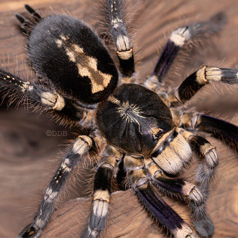 Poecilotheria subfusca 'Low Land' (LL Ivory Ornamental) 1"