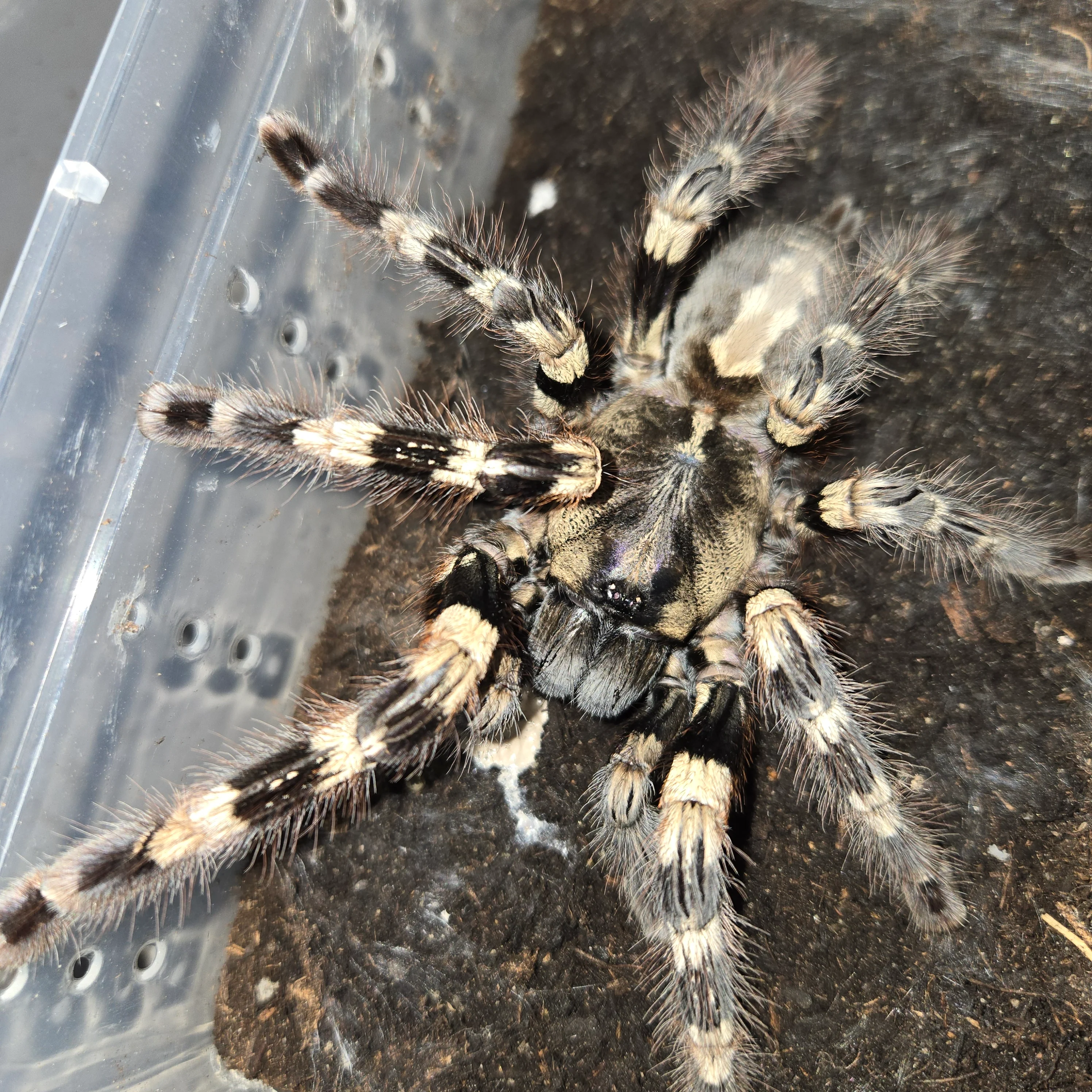 Poecilotheria tigrinawesseli (Wessel's Tiger Ornamental)