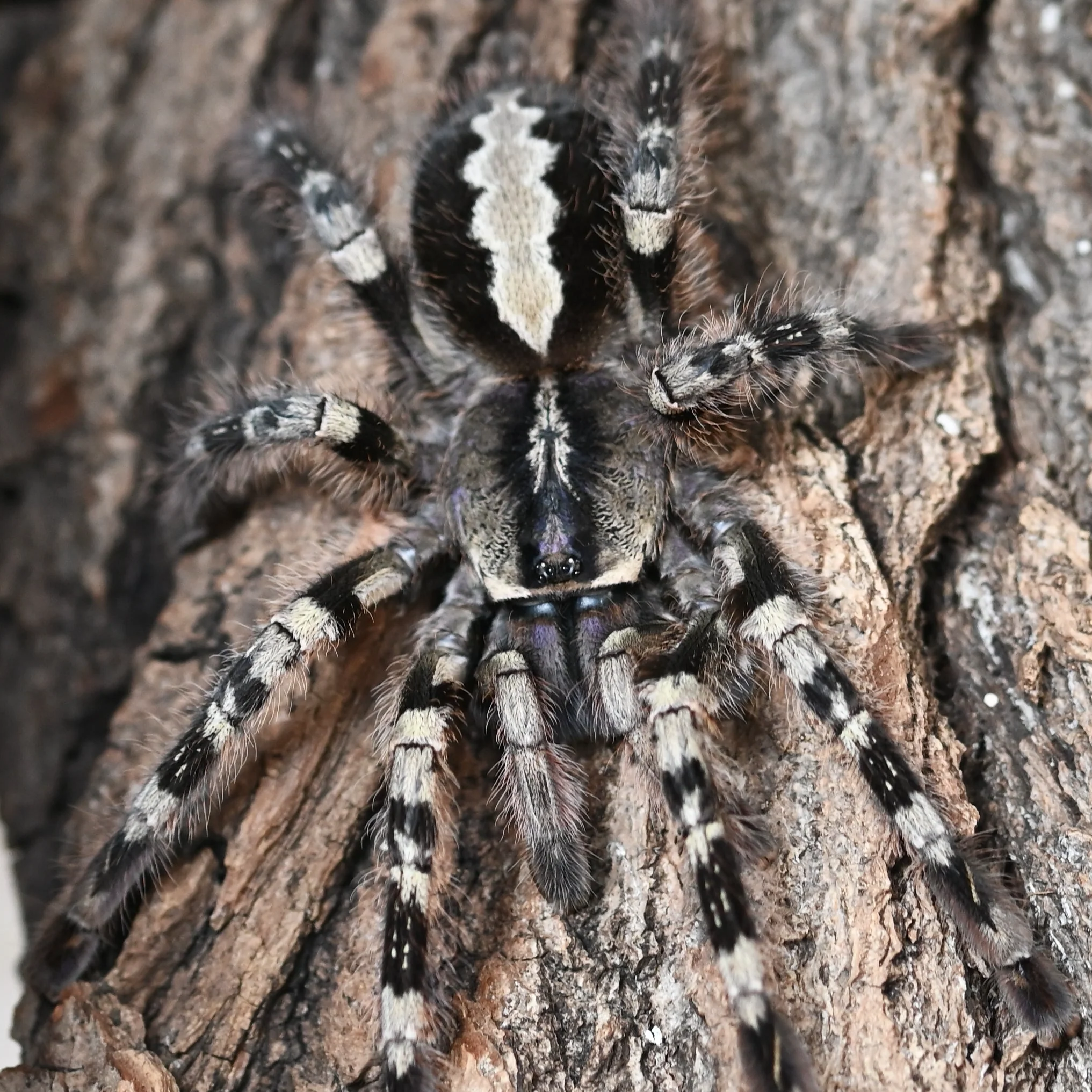 Poecilotheria vittata (Ghost Ornamental)