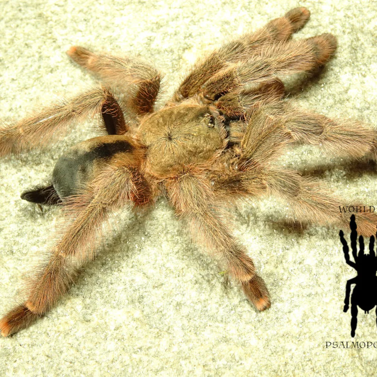 Psalmopoeus emeraldus (Emerald Chevron)