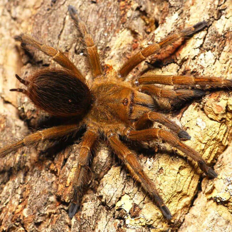 Pseudhapalopus sp 'Gitan'