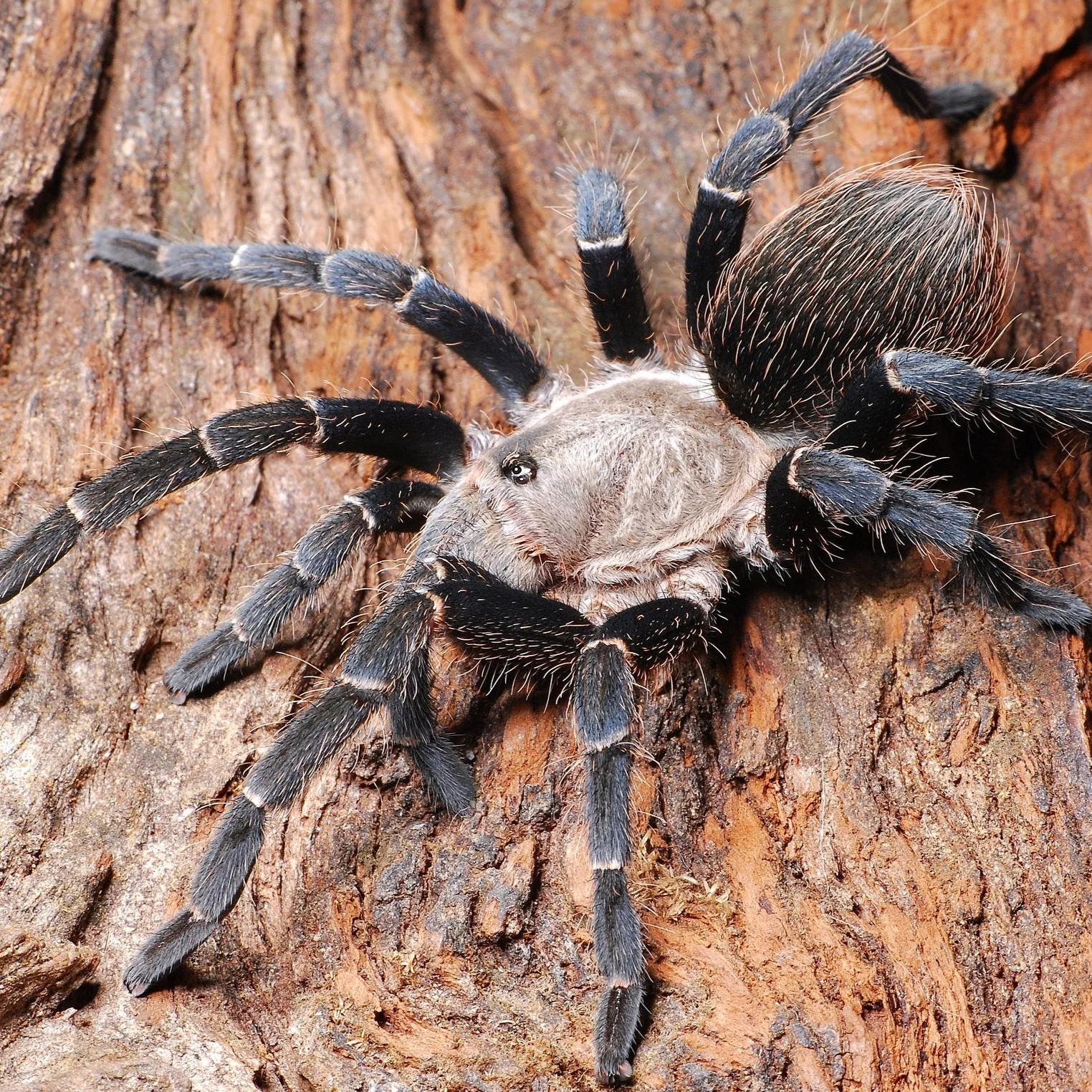 Pseudhapalopus sp 'Kurzaar' (Colombian Short Hair) 2-2.5" MALES