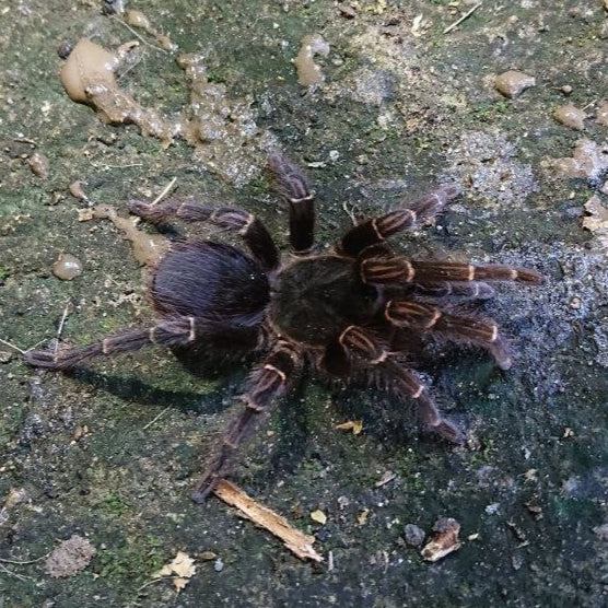 Pseudhapalopus sp 'Magdalena' 0.5"