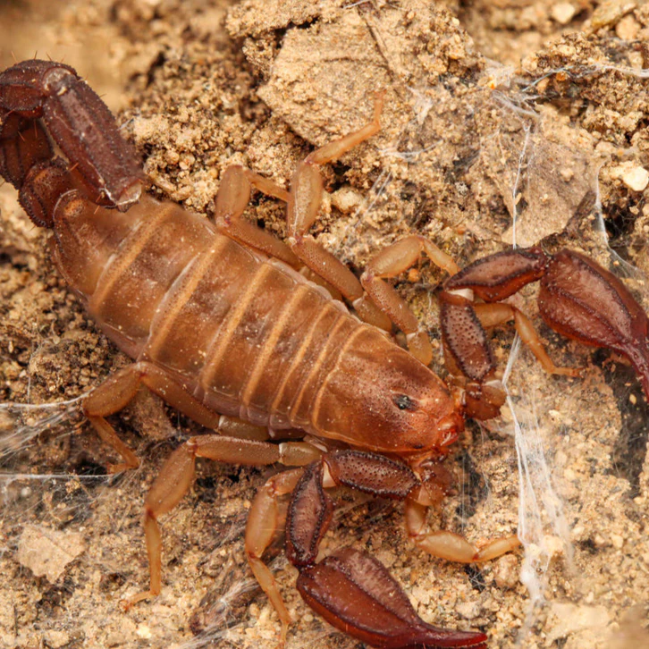 Pseudouroctonus santarita (Santa Rita Mountains Scorpion)