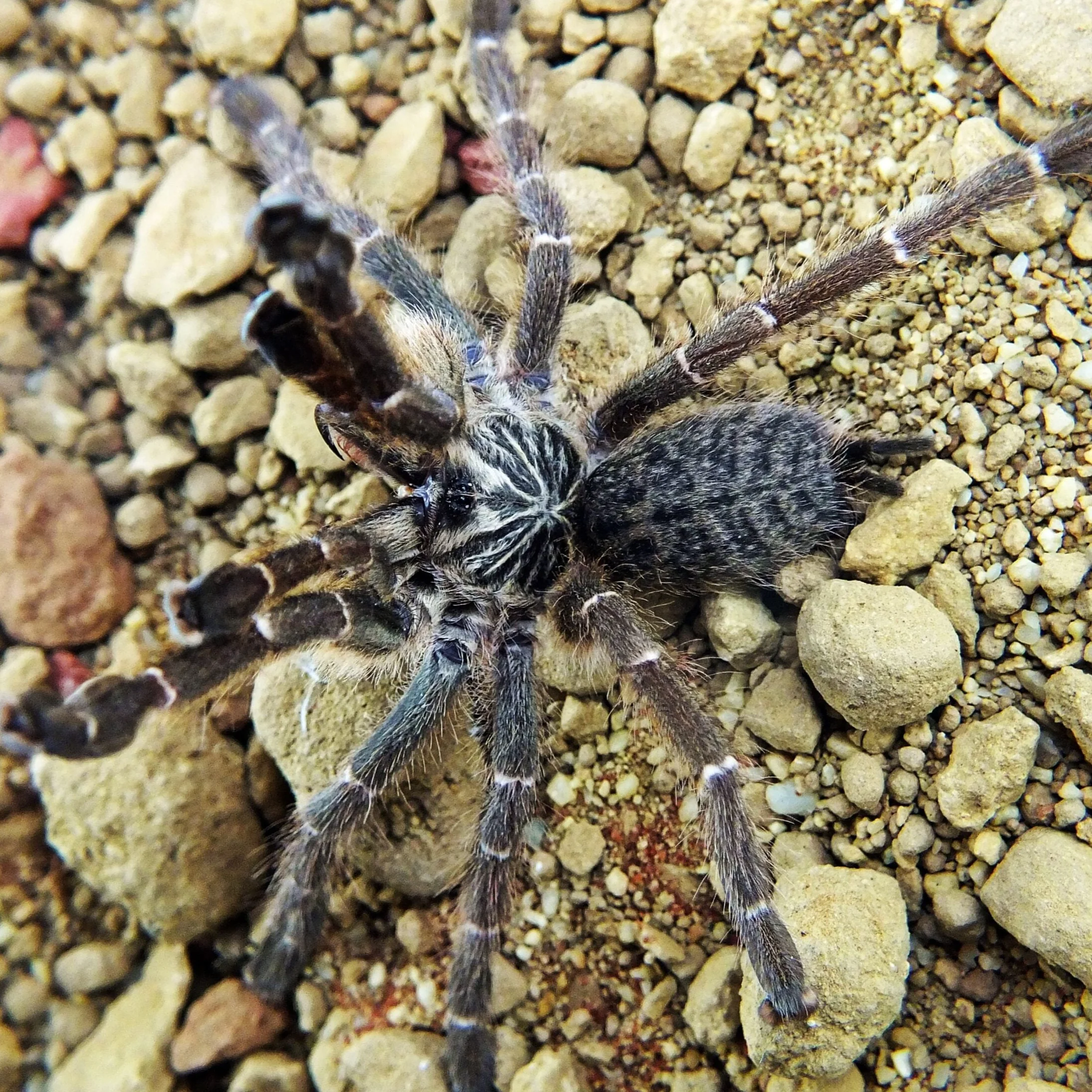 Pterinochilus murinus 'Kigoma' (Kigoma Baboon)