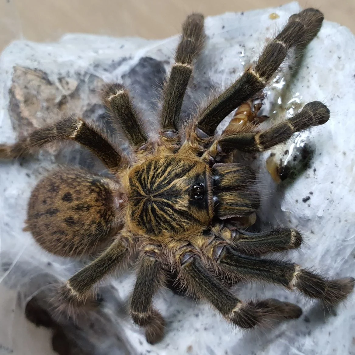 Pterinochilus murinus 'Mikumi' (Mikumi Baboon)