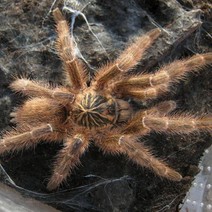 Pterinochilus murinus 'TCF' 0.5"