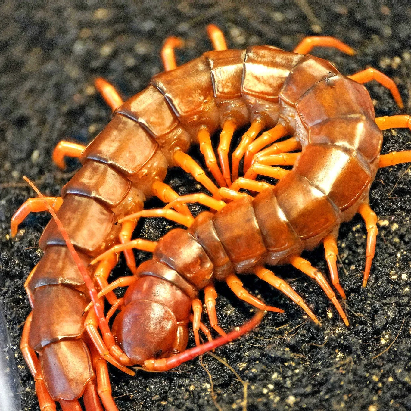 Scolopendra dehaani 'China' (Giant Chinese Centipede) 1" | 5-6"