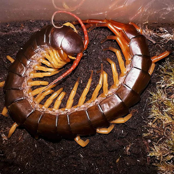 Scolopendra dehaani (Vietnamese Giant Centipede)