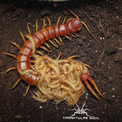 Scolopendra galapagoensis 'Orange' (Giant Galapagos Centipede) 3-4"