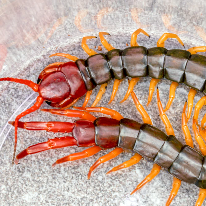 Scolopendra multidens (Chinese Beauty Centipede) 4-5" MISSING BACK LEG