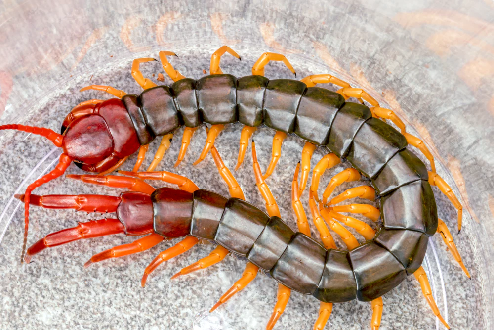 Scolopendra multidens (Chinese Beauty Centipede) 4-5" MISSING BACK LEG - Image 2
