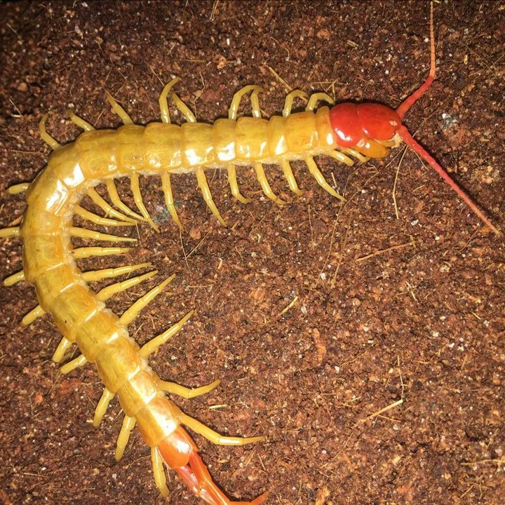 Scolopendra mutilans 'Gold' (Gold Red Head) 4"