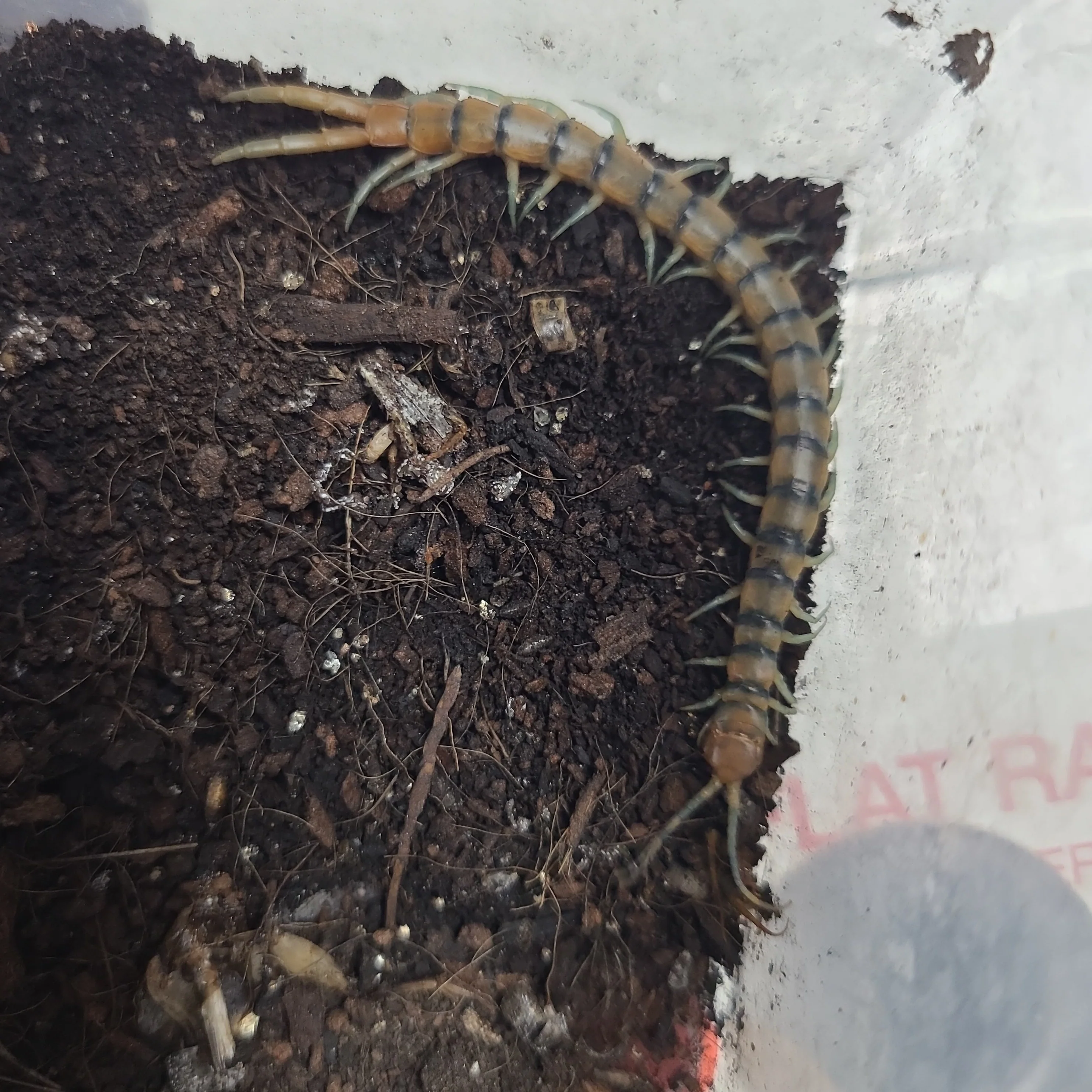 Scolopendra polymorpha (Desert Banded Centipede) 2-3" | 4-5"