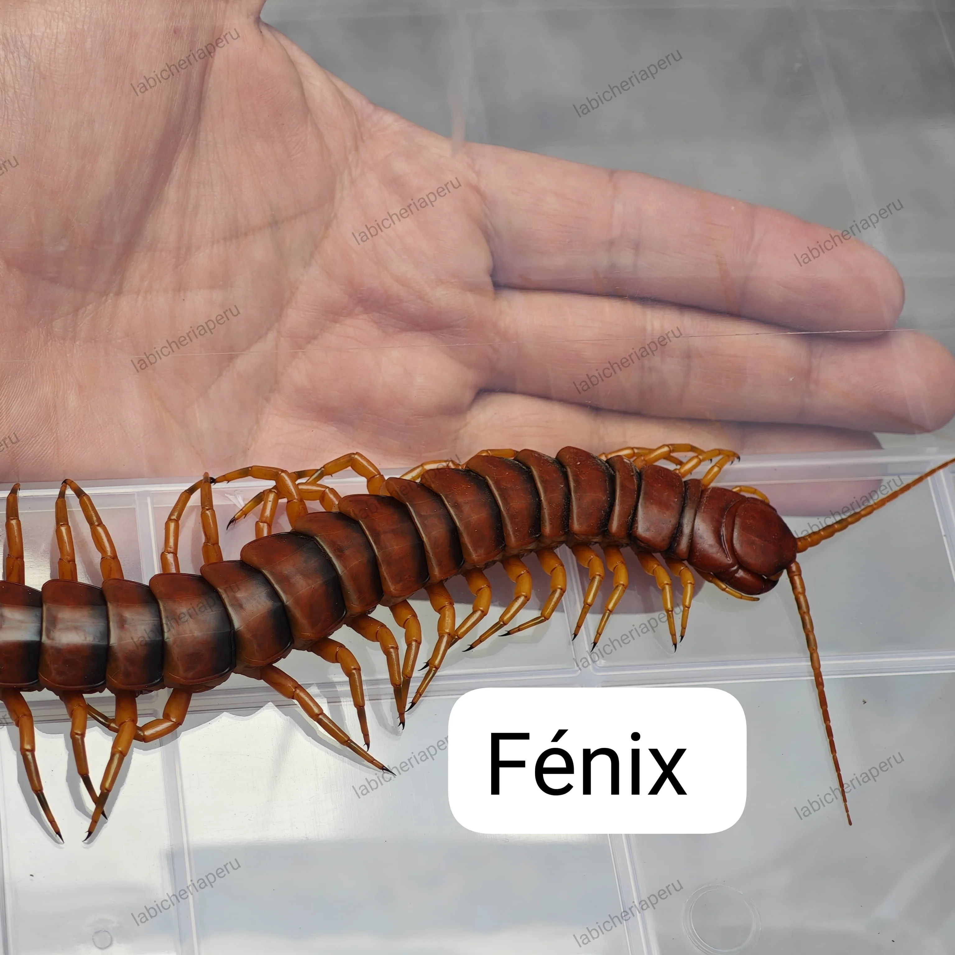 Scolopendra sp 'Fenix' (Fenix Giant Centipede) 2-3"