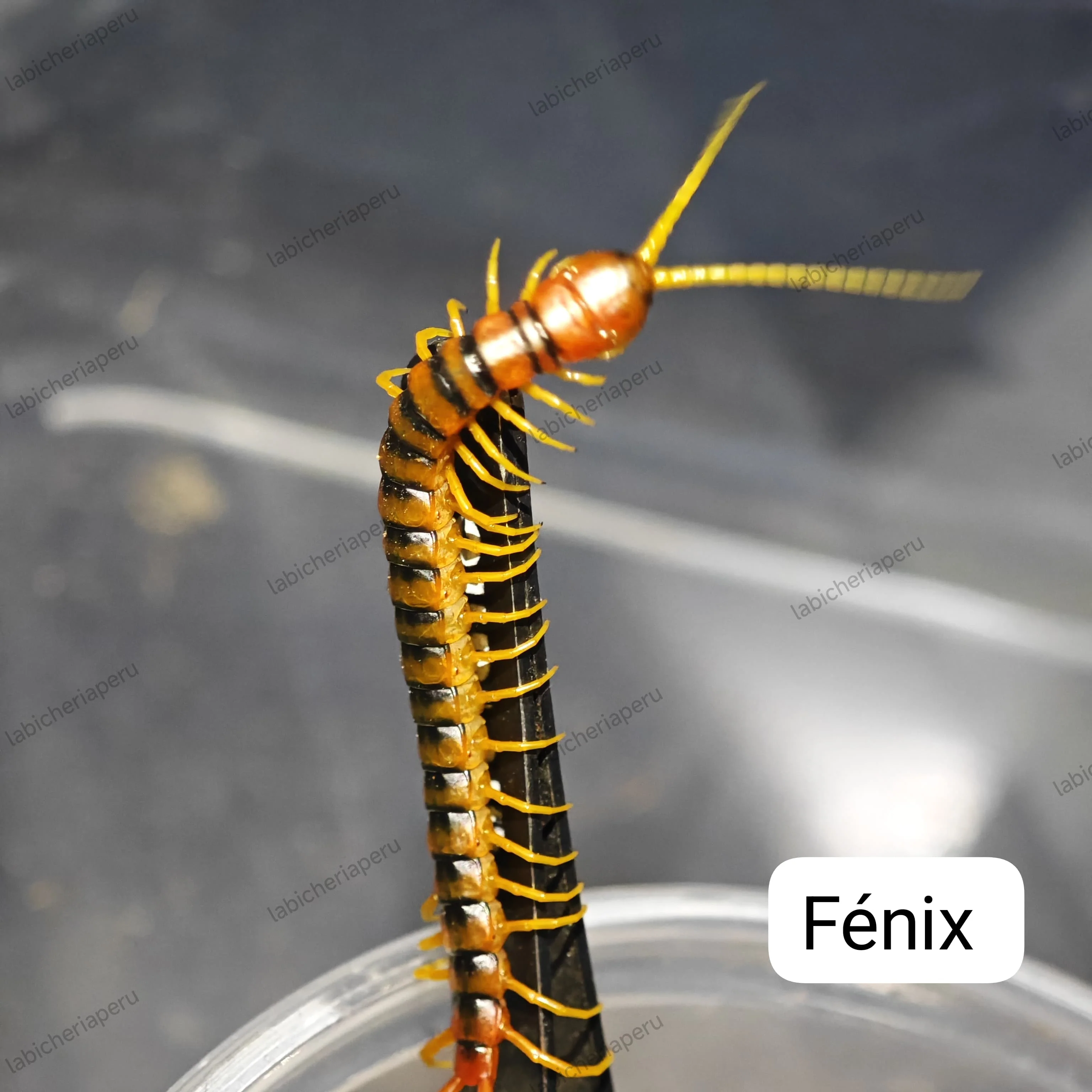 Scolopendra sp 'Fenix' (Fenix Giant Centipede) 2-3" - Image 2