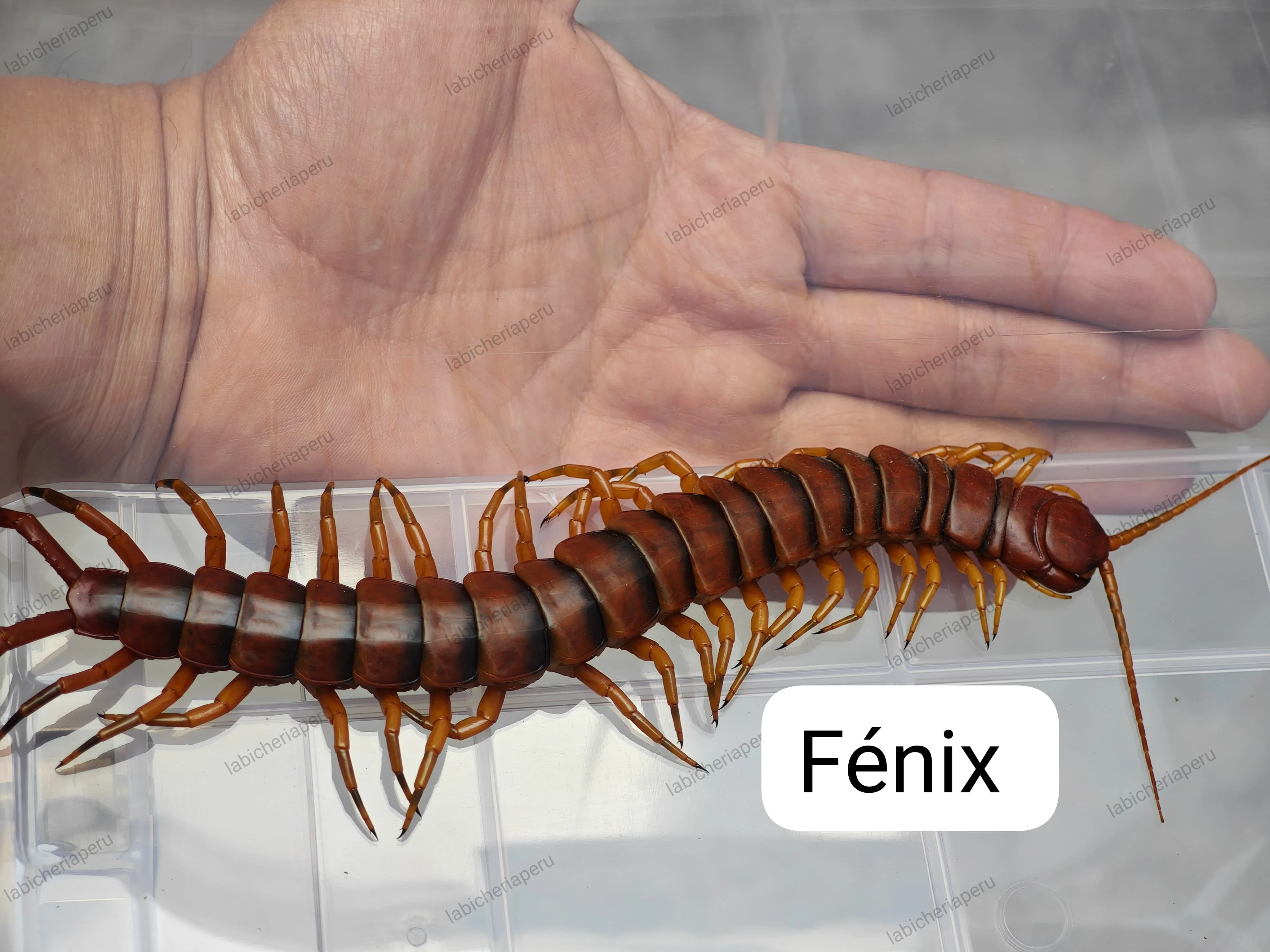 Scolopendra sp 'Fenix' (Fenix Giant Centipede) 2-3" - Image 3