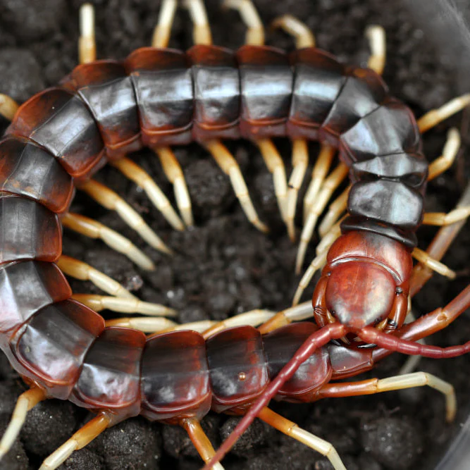 Scolopendra sp 'White Legs' (Giant White Leg Centipede)