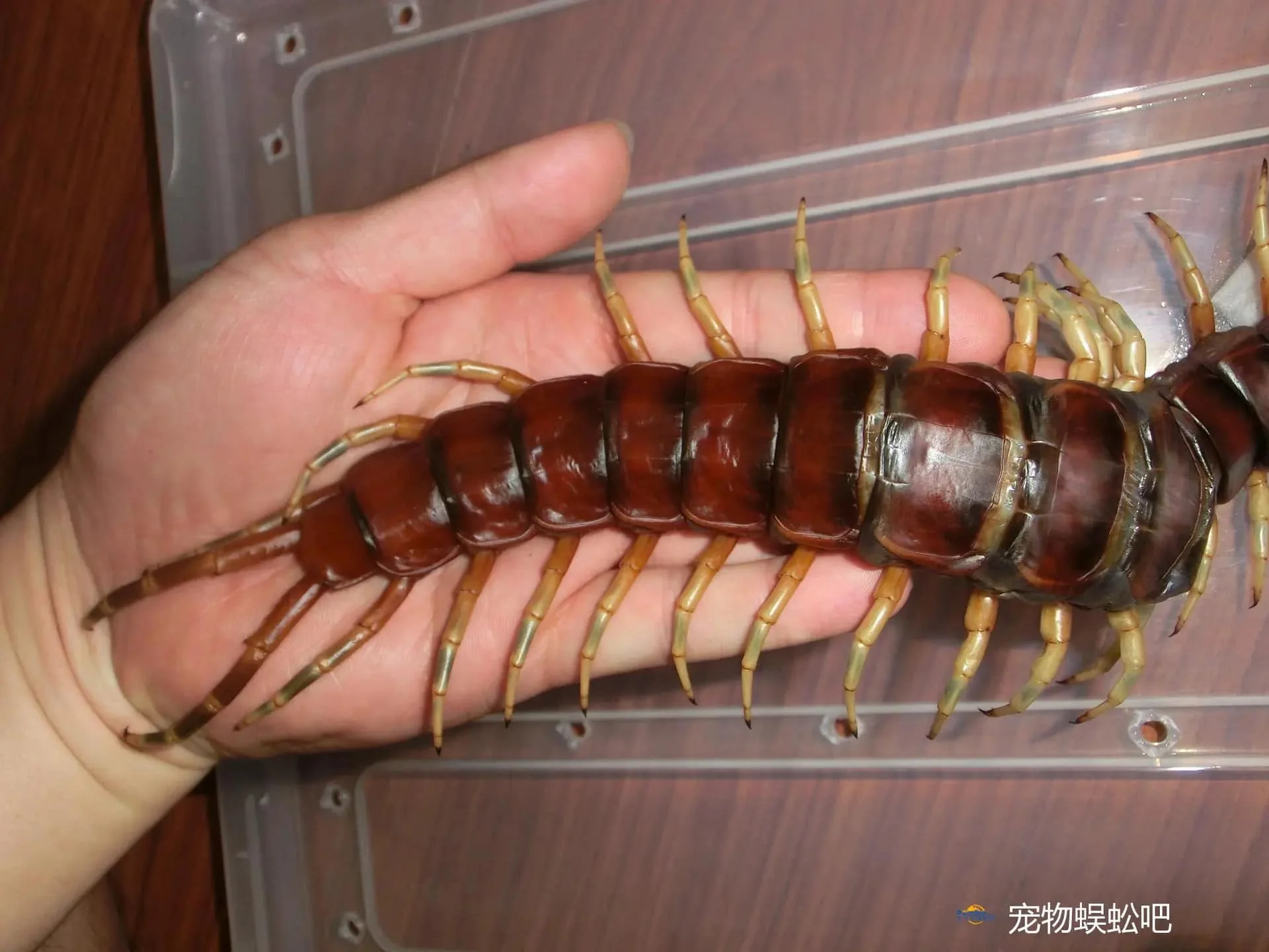 Scolopendra sp 'White Legs' (Giant White Leg Centipede) - Image 2