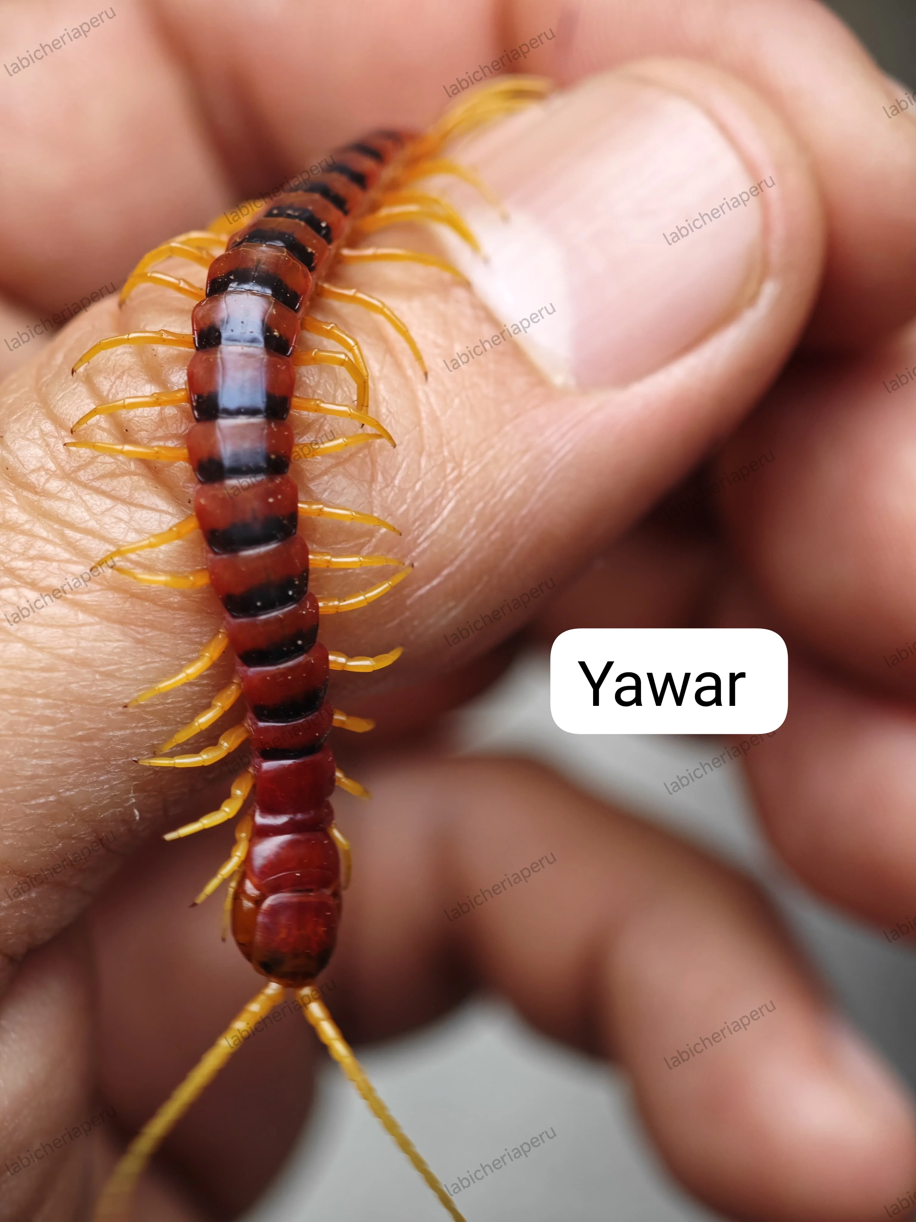 Scolopendra sp 'Yawar' (Yawar Giant Centipede) 2-3" - Image 2
