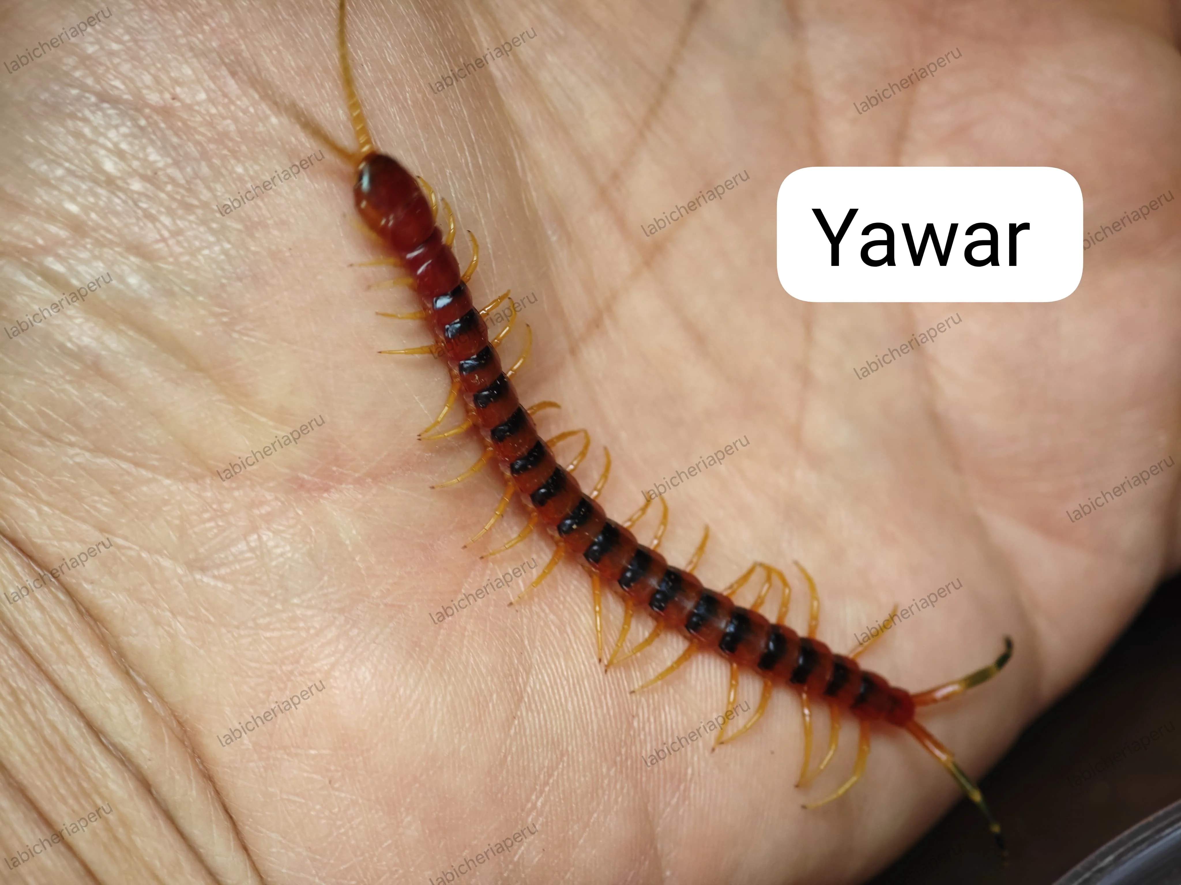 Scolopendra sp 'Yawar' (Yawar Giant Centipede) 2-3" - Image 3