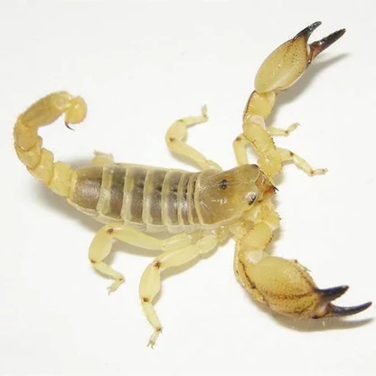 Scorpio Maurus (Israeli Golden)