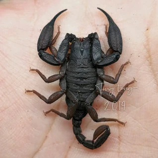 Scorpiops phatoensis (Thailand Flat Rock) 0.25"