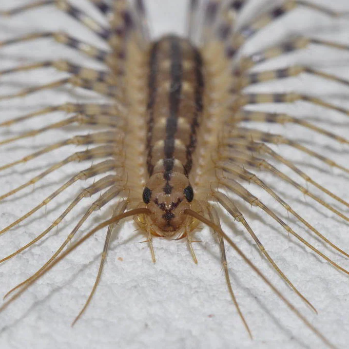 Scutigera sp (Nor Cal House Centipede) 1-2"