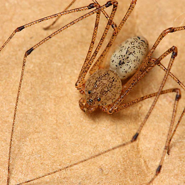 Scytodes atlacoya (Spitting Spider) 1-1.5"