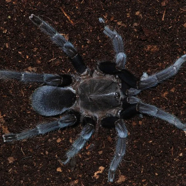 Selenocosmia javanensis 'Sumatra' (Java Yellow-Knee) 3" FEMALE