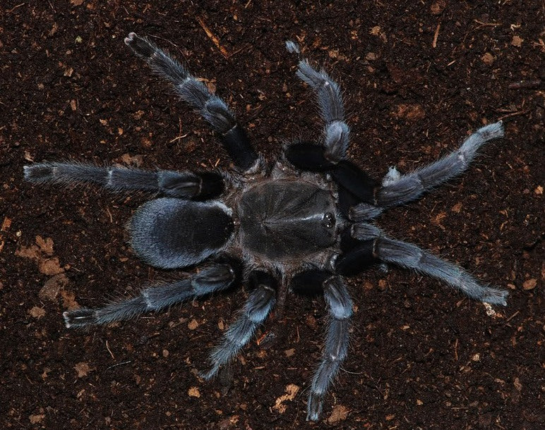 Selenocosmia javanensis 'Sumatra' (Java Yellow-Knee) 3" FEMALE - Image 2
