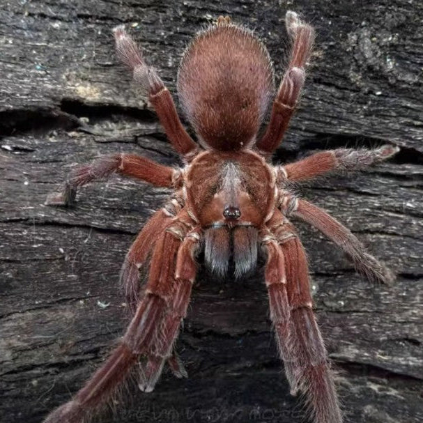 Selenocosmiinae sp 'Bloody Red' (North Luzon)