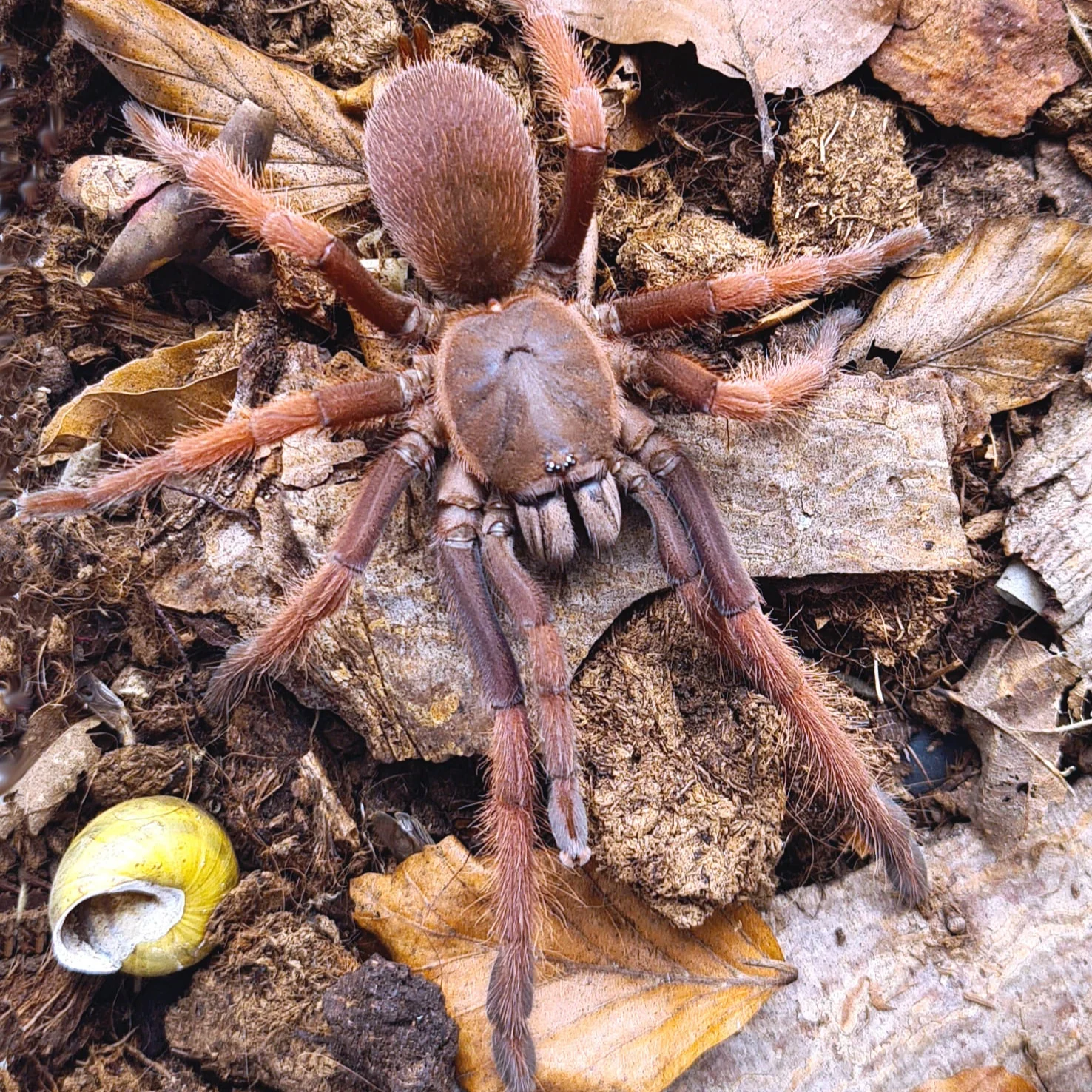 Selenocosmiinae sp 'Romblon Pink'