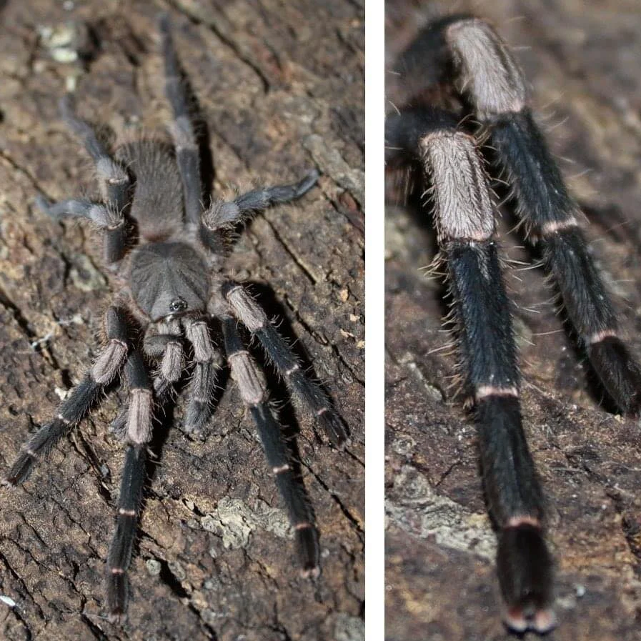 Selenocosmiinae sp 'Sarawak' (Sarawak Banded) 0.5"