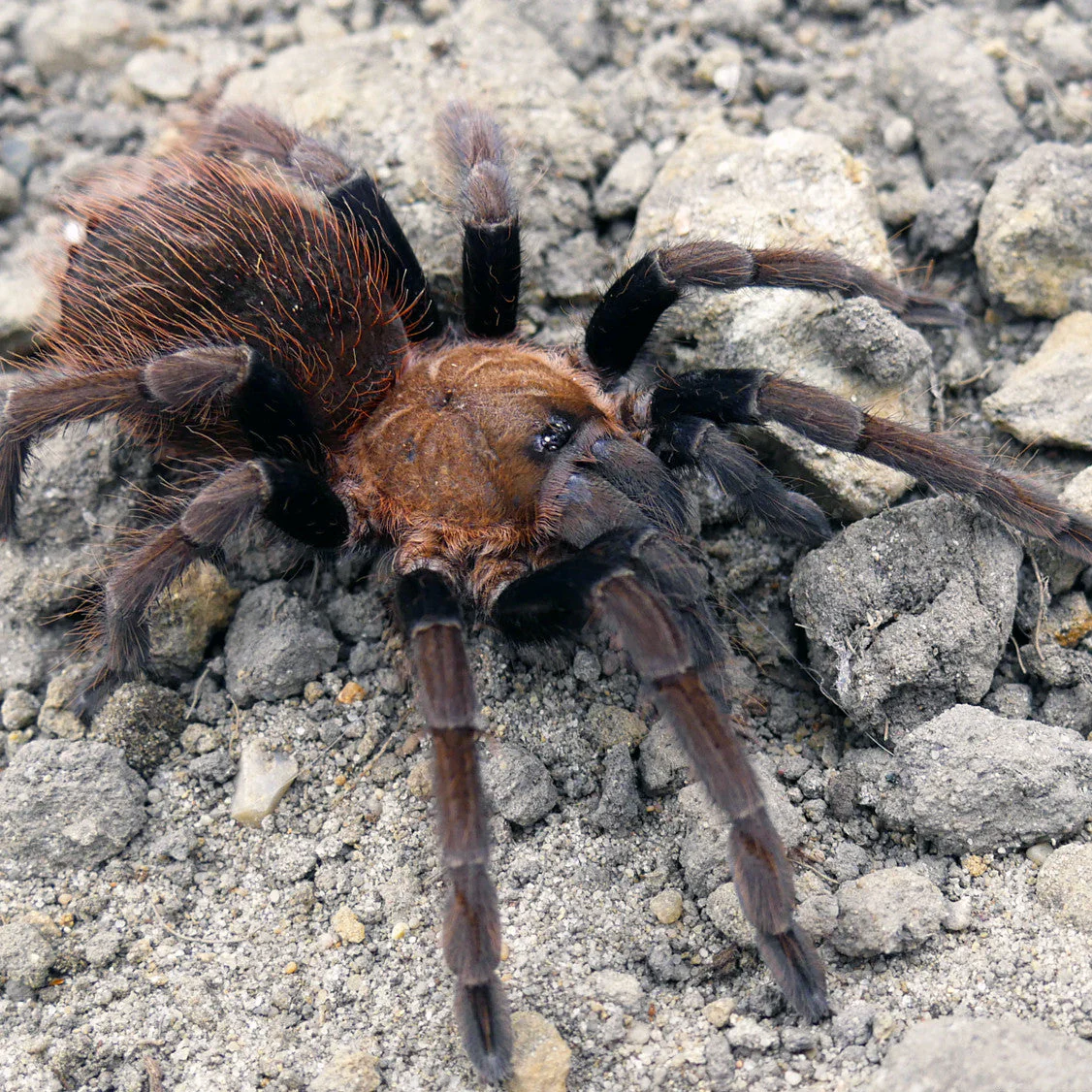 Sericopelma sp 'Boquete' (Boquete Birdeater) 5" FEMALE