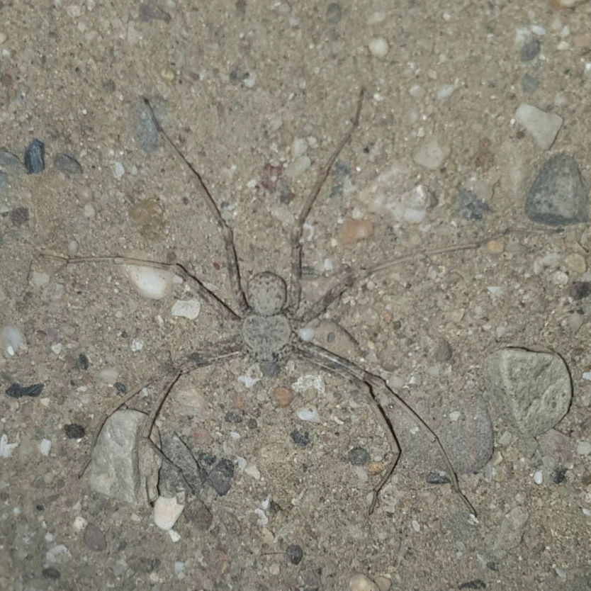 Sicarius gracilis (Ecuadorian Six-Eyed Sand Spider)