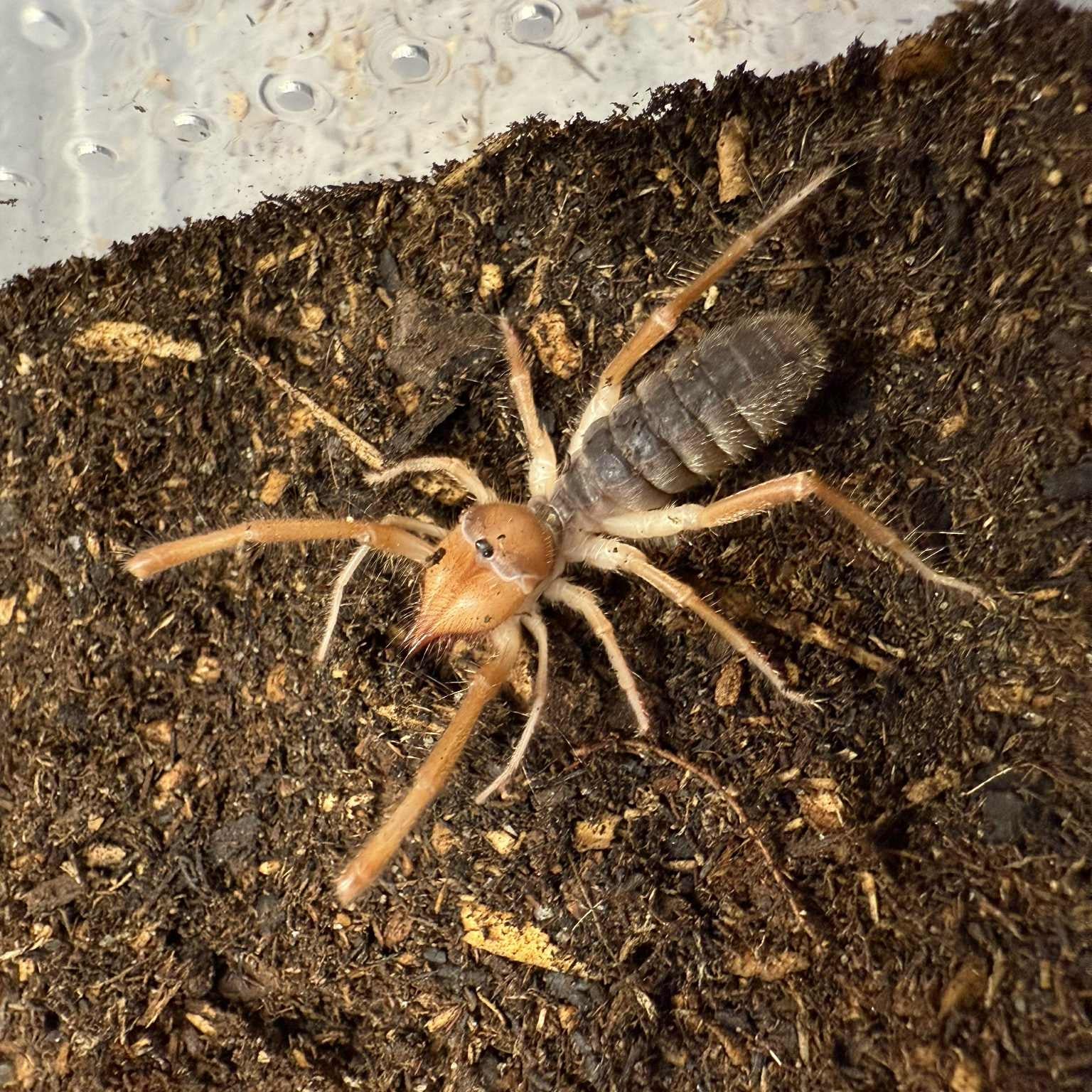 Solifugae sp (California Sun Spider) 0.75" - 1"