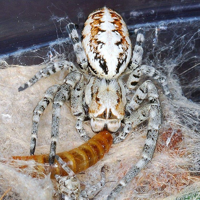 Stegodyphus dufouri (Pink Velvet Spider) 0.125"