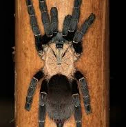 Taksinus bambus (Thai Bamboo Spider)
