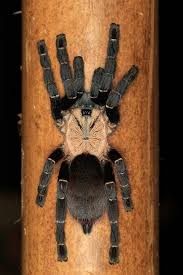Taksinus bambus (Thai Bamboo Spider) - Image 2