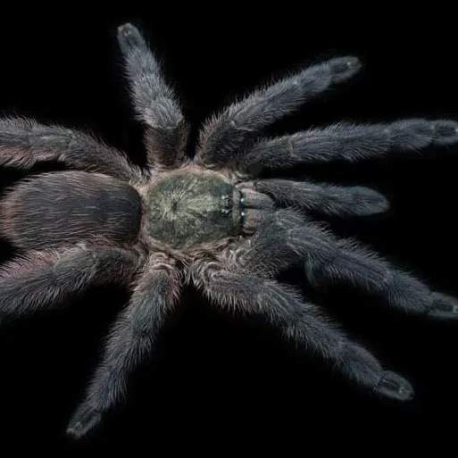 Tapinauchenius polybotes (St. Lucia Giant Tappy)