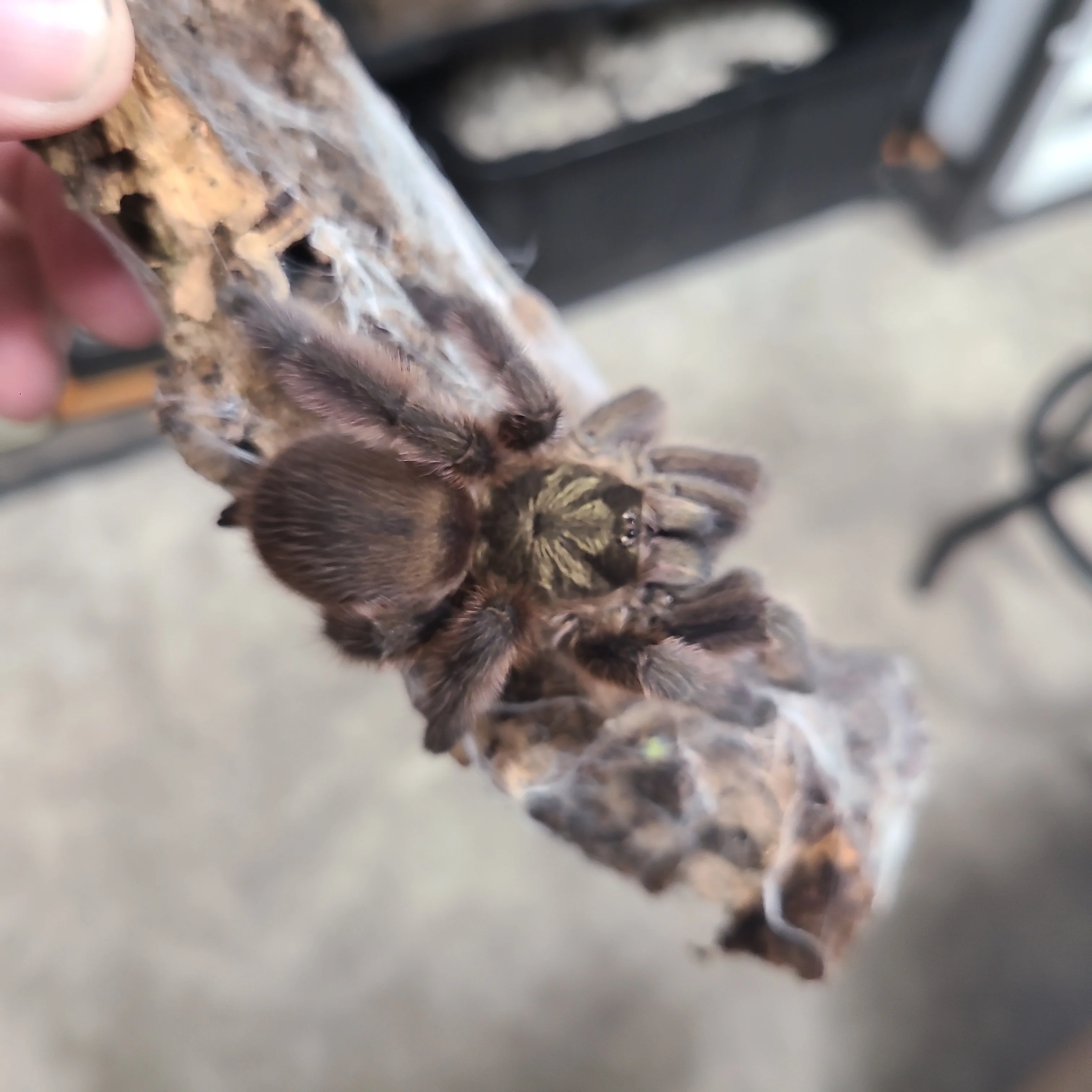 Tapinauchenius rasti (Carribean Diamond)