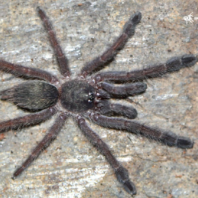 Tapinauchenius sanctivicenti (St. Vincent's Tree Spider) 2"