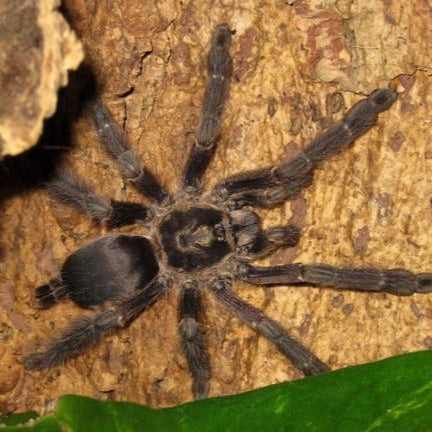 Tapiniauchenius cupreus (Copper Tree Spider)