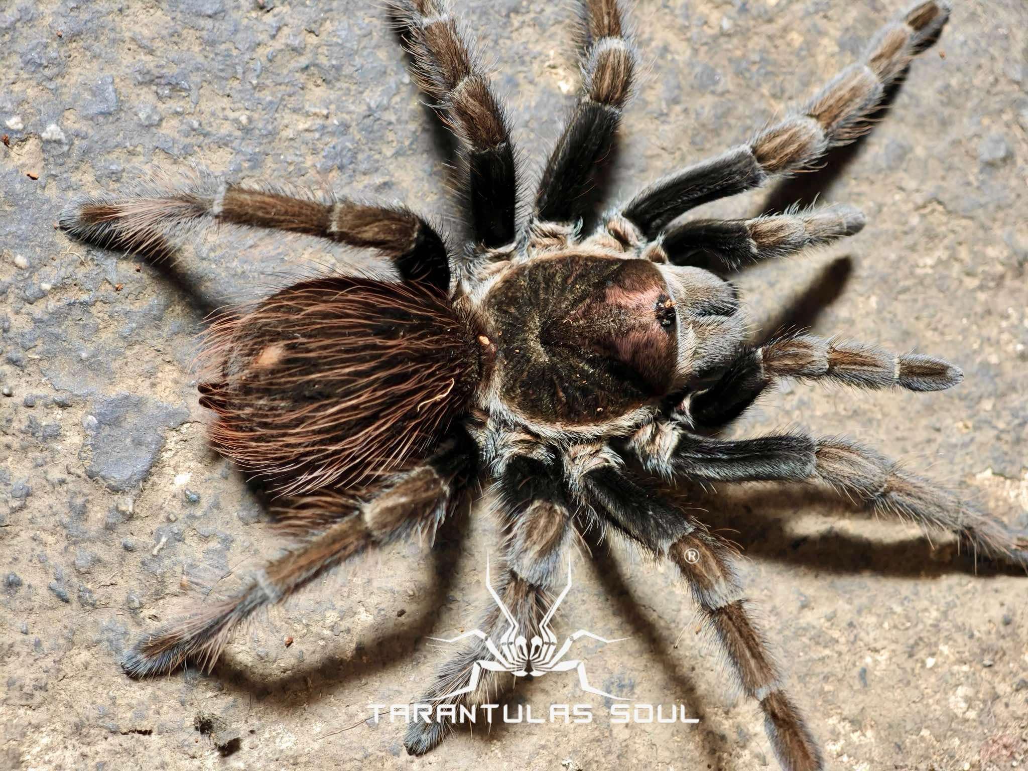 Theraphosinae sp 'Adobe' - Image 2