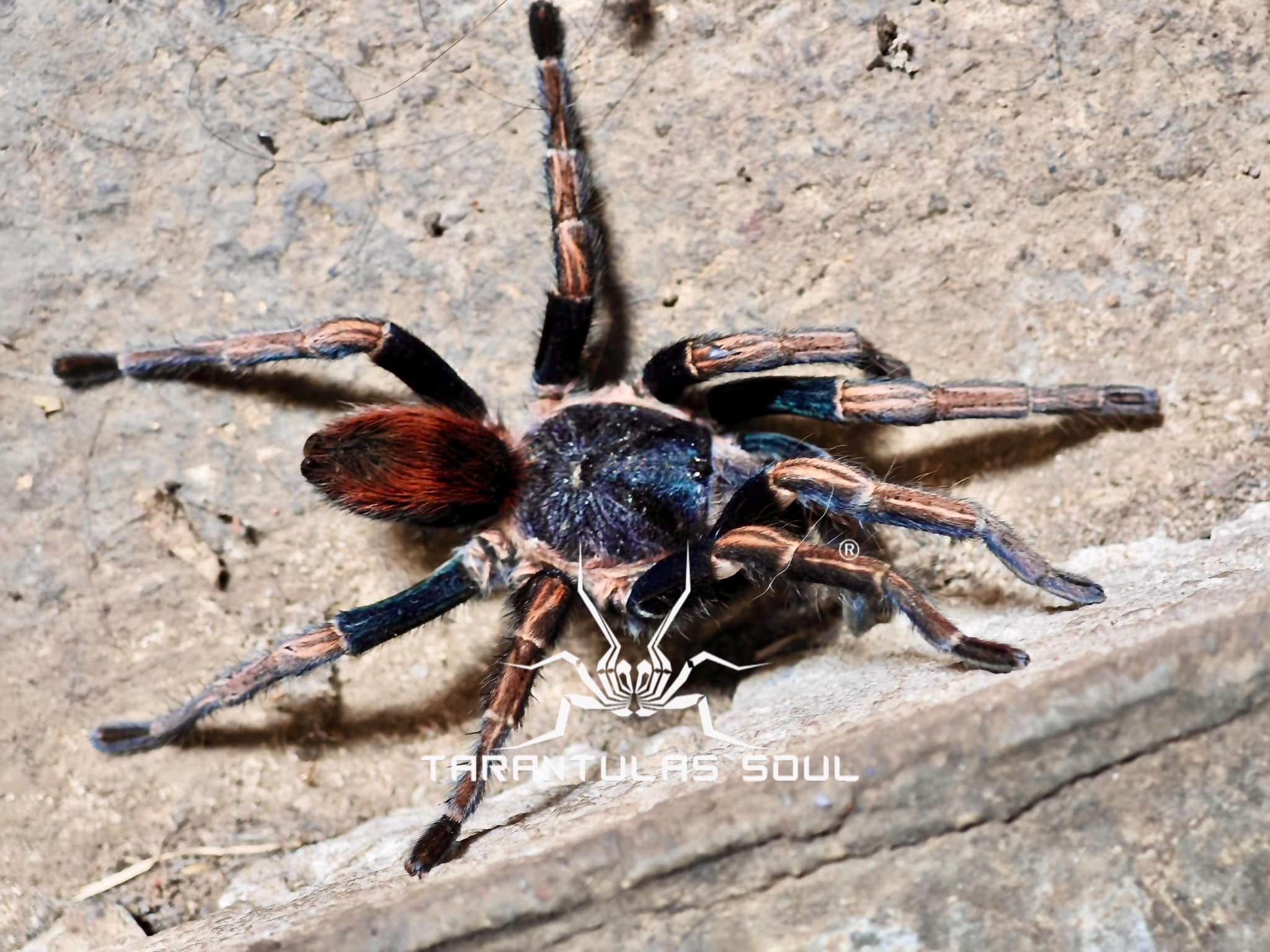 Theraphosinae sp 'Apasanca' 0.25" - Image 2