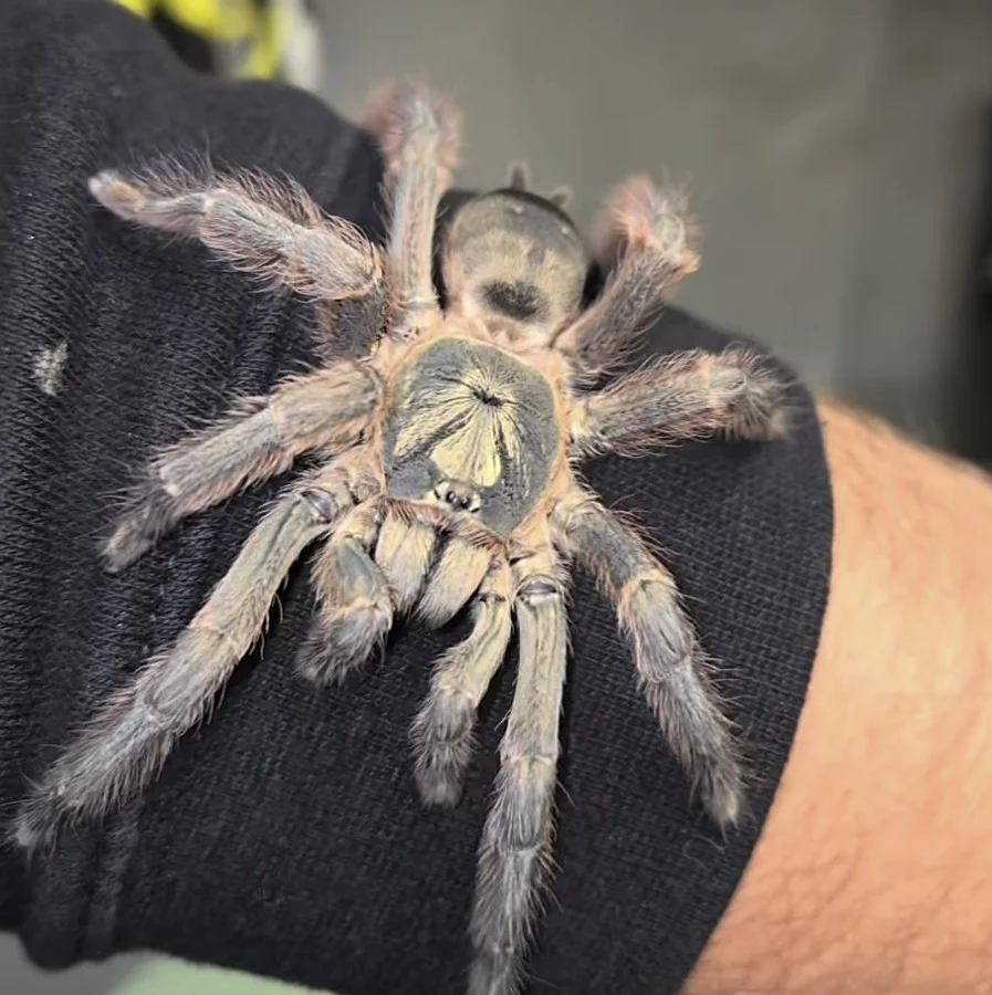 Tapinauchenius sp 'Casanare'