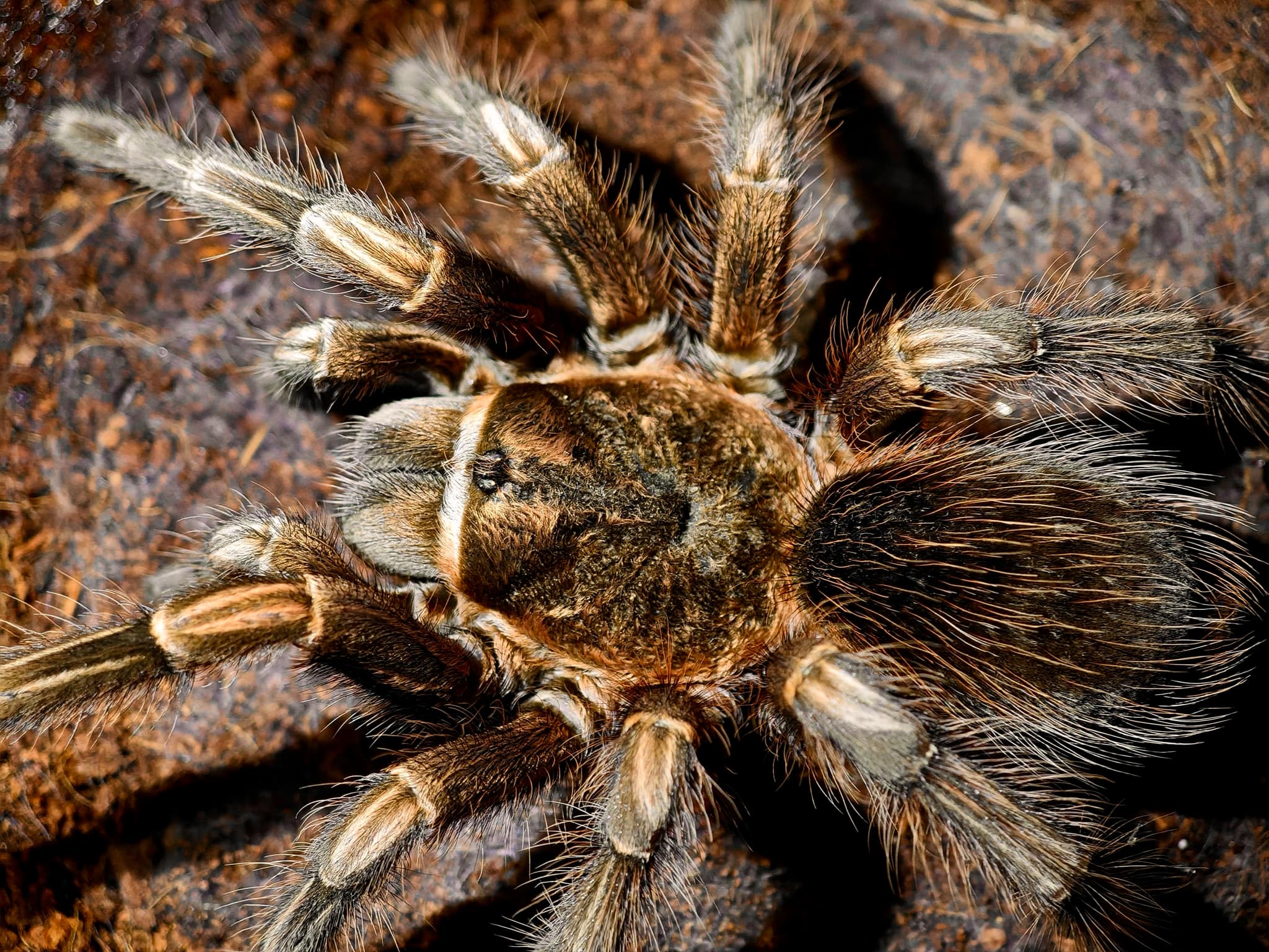 Theraphosinae sp 'Chimu' - Image 2