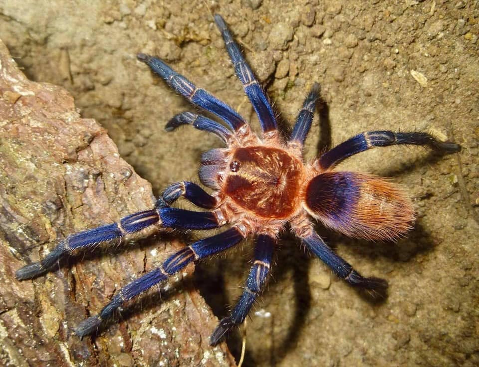 Theraphosinae sp 'Cusco' (Peruvian Royalty) 2" - Image 2