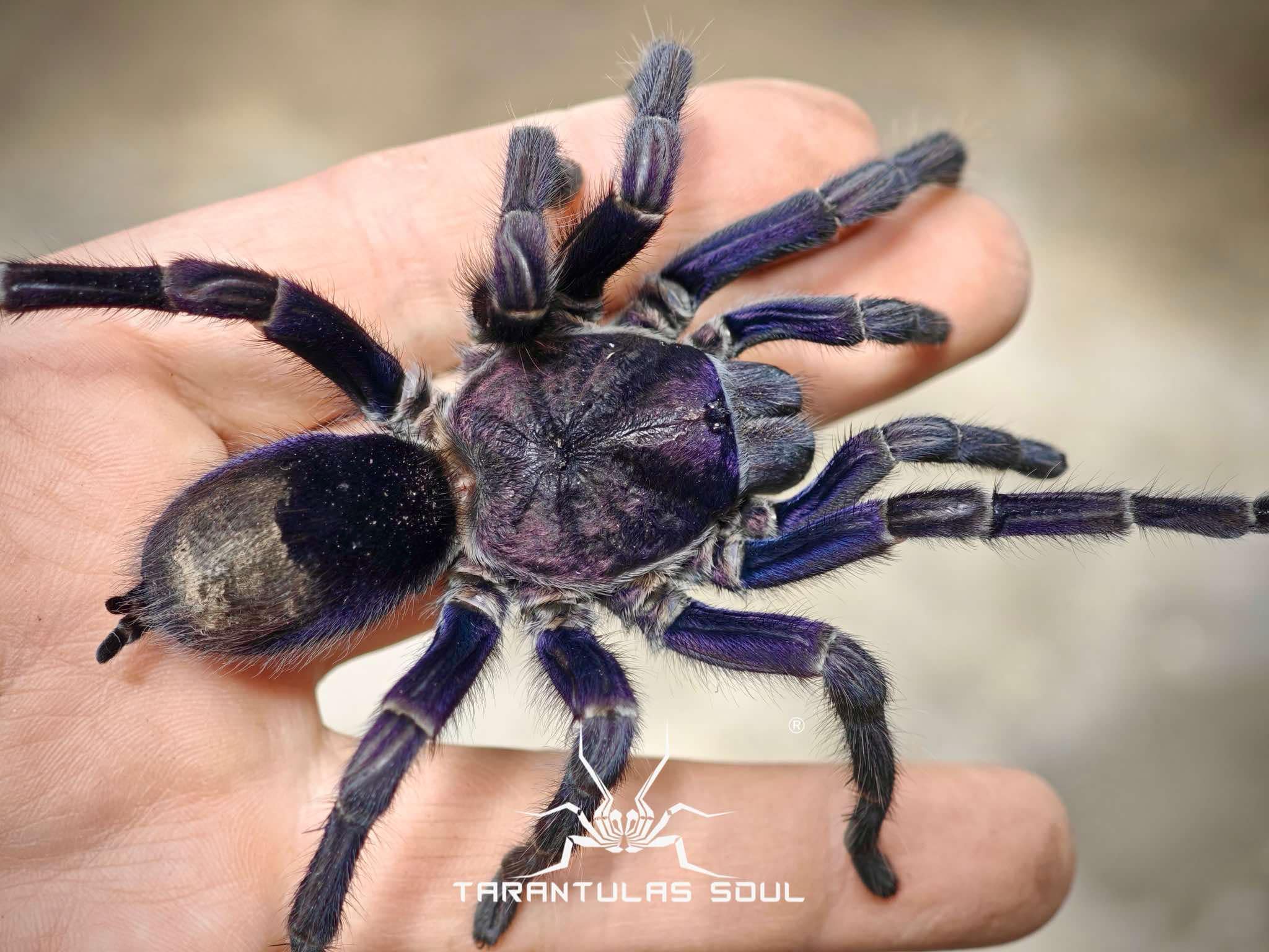 Theraphosinae sp 'Grape' - Image 2